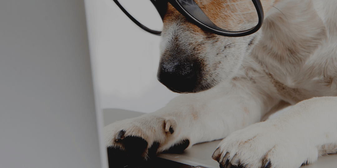 Five benefits of having an Office Dog