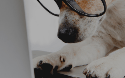 Five benefits of having an Office Dog